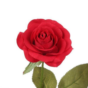 The Original Beauty And The Beast Rose