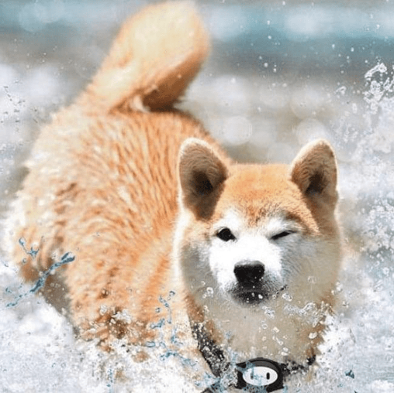 Dog Microchip GPS Tracker Monitor - Waterproof