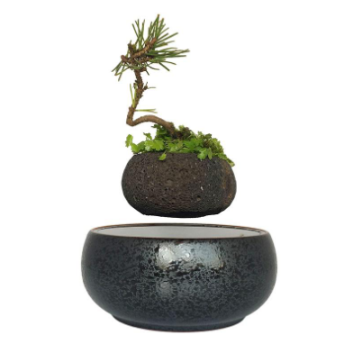 Levitating Bonsai