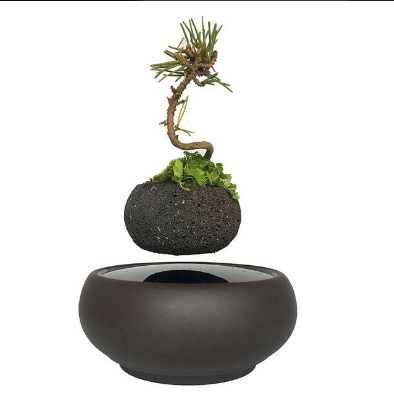 Levitating Bonsai