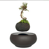 Levitating Bonsai