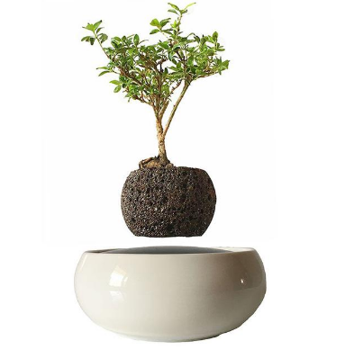 Levitating Bonsai