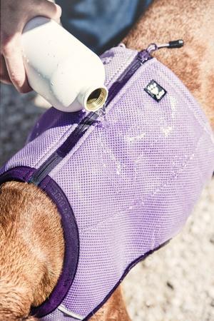 Evaporating Cooling Dog Vest