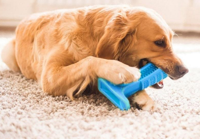 World's Most Effective Dog Toothbrush