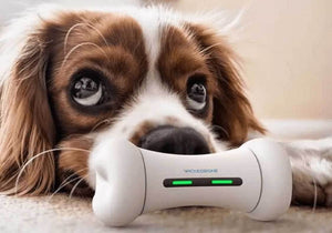 Interactive Smart Dog Toy